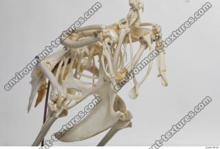 hen skeleton 0037